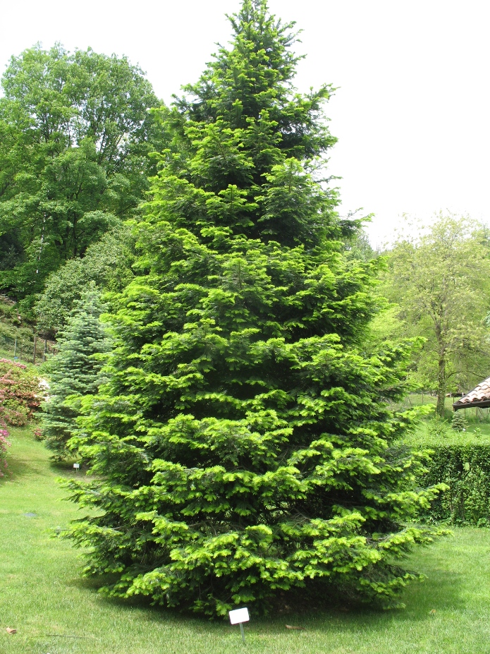 online-plant-guide-abies-grandis-grand-fir-lowland-fir